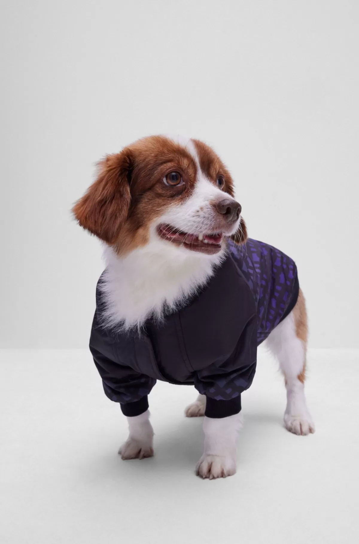 HUGO BOSS Bomberjakke Til Hunde Med Monogrammer I Aftagende Farve Sort Outlet