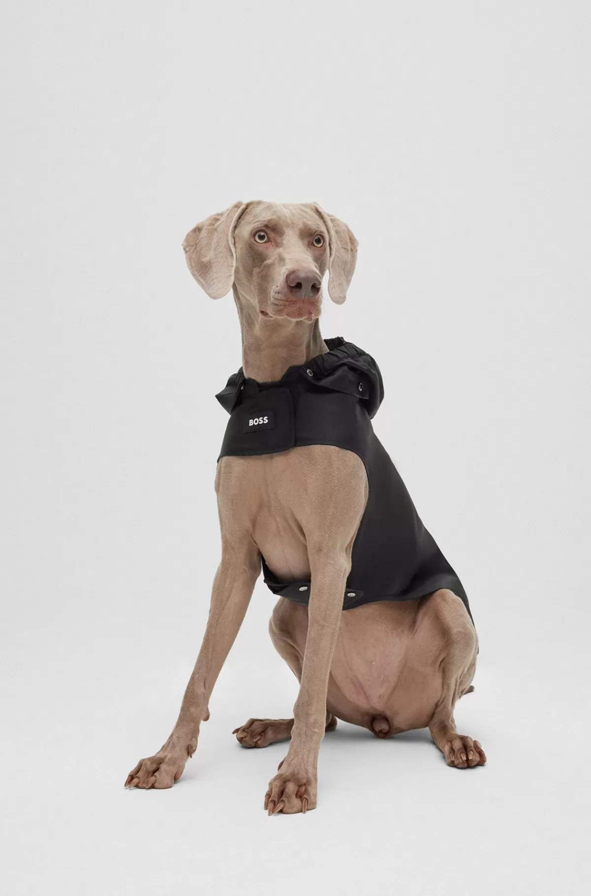 HUGO BOSS Regnfrakke Til Hunde I Vandtæt Materiale Med Logo I Kontrastfarve Sort Clearance