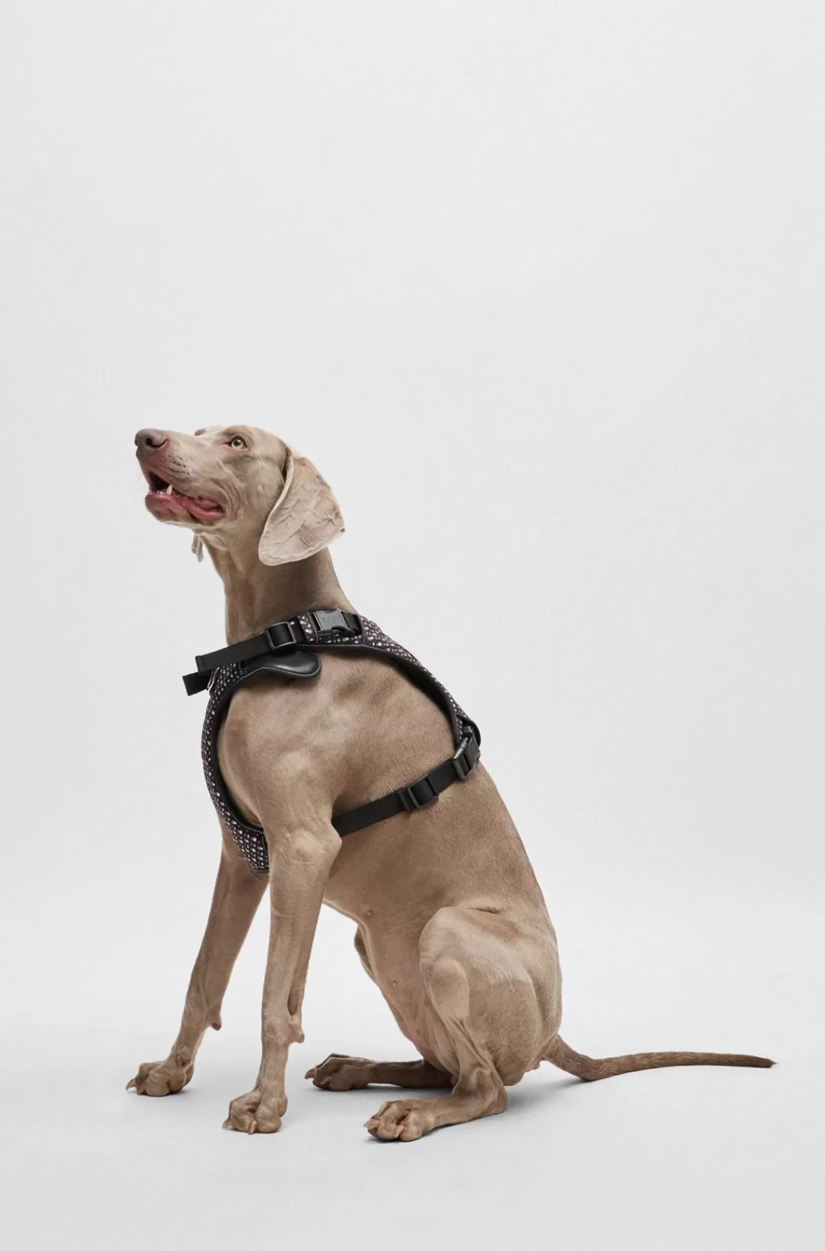 HUGO BOSS Sele Til Hund Med Monogrammønster Og Meshfor Sort Fashion