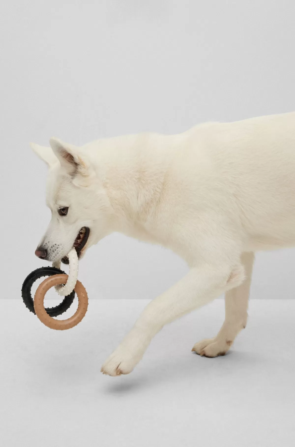 HUGO BOSS Trækkelegetøj Til Hunde I Signaturfarver Sort Sale